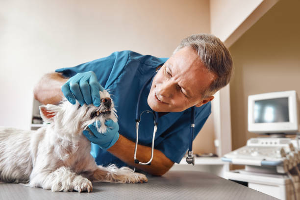 Best Holiday Emergency Dentist in Westmorland, CA